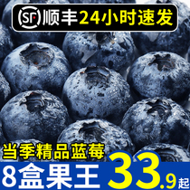 Cisfeng Blueberry Fresh Fruit Mega Fruit 8 Boxes When Season Pregnant Woman Alpine Pleasant Blueberry Fresh Fruit Lutein