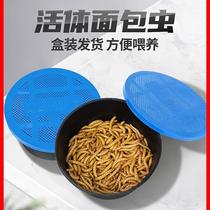 Wheat Bran Small Gecko Eats Food Pet Dragon Feed Yellow Powder Painting Ornithurism