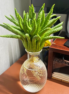 吃剩的菠萝头不要扔【花瓶】