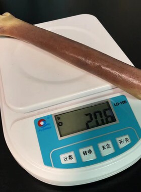 收藏文玩天然骆驼骨腿骨棒骨满血蝌蚪纹玉化血料摆件手把件泡酒料