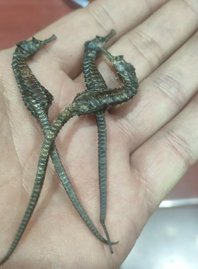 干货一对可泡，滋养补肾配对正品