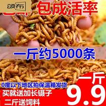 Body Yellow Powder Parrot Golden Dragon Turtle and Bird Stone Frog Feed