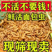 Durable fresh locusts dedicated to eating sub-food wheat gluten lara