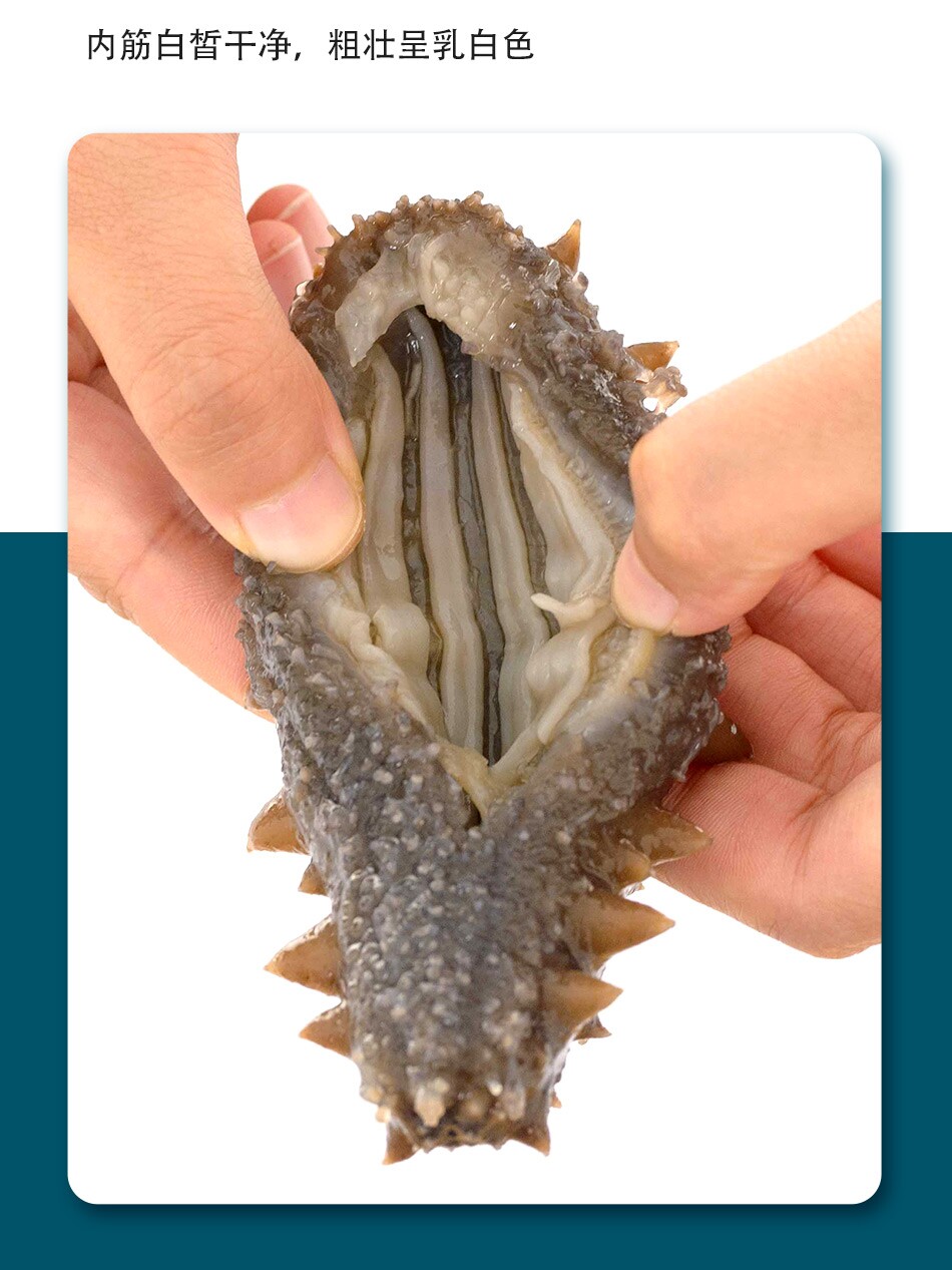  海参小岛生鲜海参