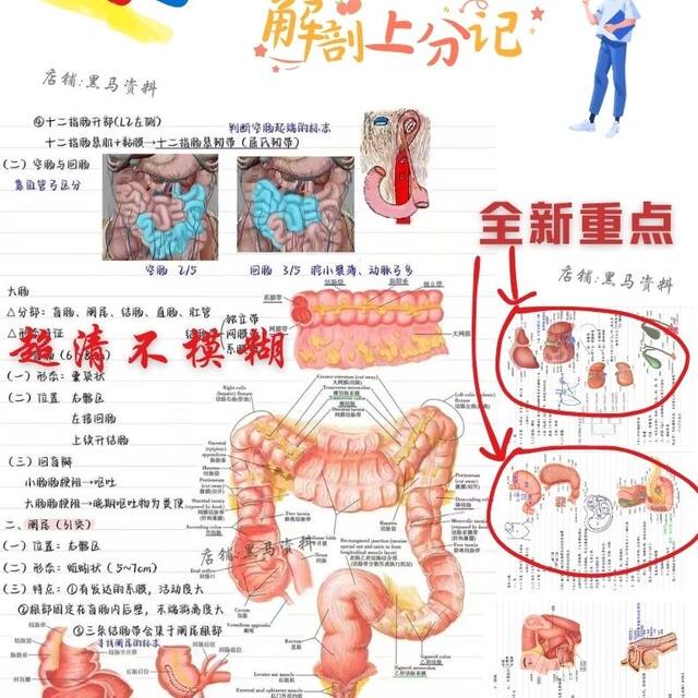 Huo Kun's systematic anatomy handwritten notes of bones and joints human anatomy class exam recitation materials 2025 latest systematic anatomy Huo Kun's notes error-corrected version of human anatomy systematic anatomy notebook