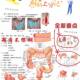 Huo Kun's systematic anatomy handwritten notes of bones and joints human anatomy class exam recitation materials 2025 latest systematic anatomy Huo Kun's notes error-corrected version of human anatomy systematic anatomy notebook