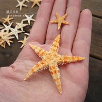 Natural Dry Sea Star Specimen Mini Midsize Small SeaStar Shells Sea Snail Wall Patch Terrace Decorate Beige