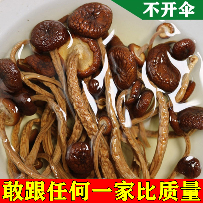 江西茶树菇干货500g特级无硫不开伞新鲜野生散装商用煲炖汤食材料 - 图2