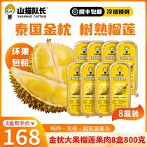 Mountain Cat Captain Authentic Thai Golden Pillow Durian 100g Box non-nuclear durian fruit meat Shunfeng (8 dress)