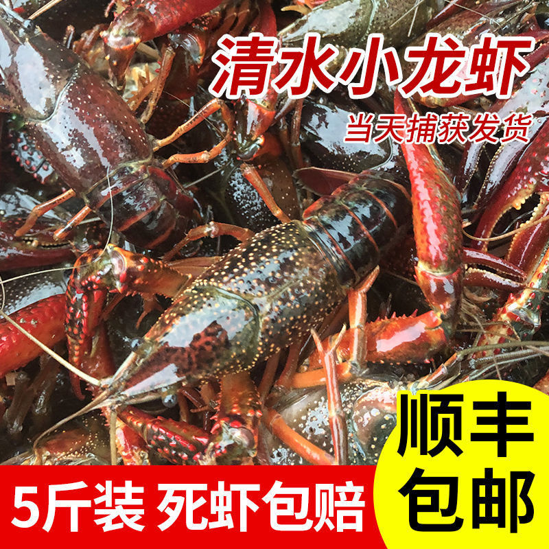 567钱净重5斤小龙虾鲜活活虾特大新鲜湖北清水龙虾稻田虾青虾顺丰 - 图0