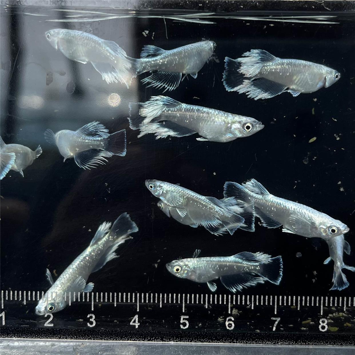 观背青鳉鱼玛丽亚银光玛利亚淡水冷水群游鱼繁殖组好养耐活不打氧 - 图0
