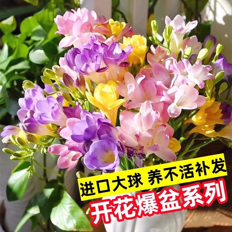 香雪兰种球四季好养活开花大球进口重瓣小苍兰种球混色盆栽带花苞,淘宝优惠券,粉丝福利购,淘宝优惠卷