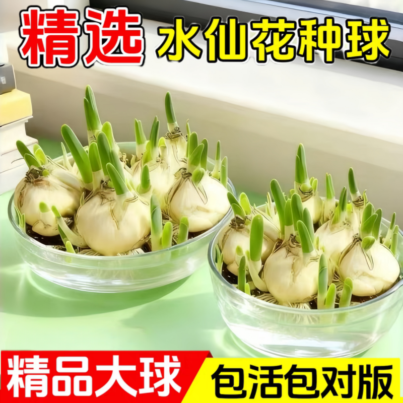水仙花种球特大球水培盆栽植物室内四季水养花卉洋水仙秋冬季开花,淘宝优惠券,粉丝福利购,淘宝优惠卷