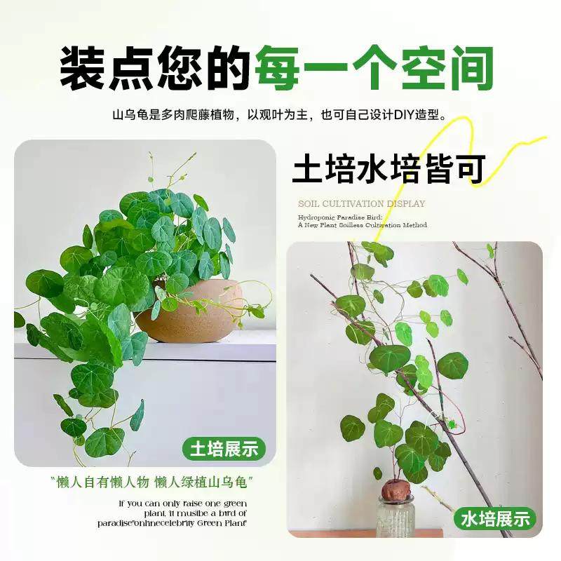山乌龟造景多肉植物山乌龟盆栽室内圆叶绿植水培桌面盆景庭院爬藤,淘宝优惠券,粉丝福利购,淘宝优惠卷