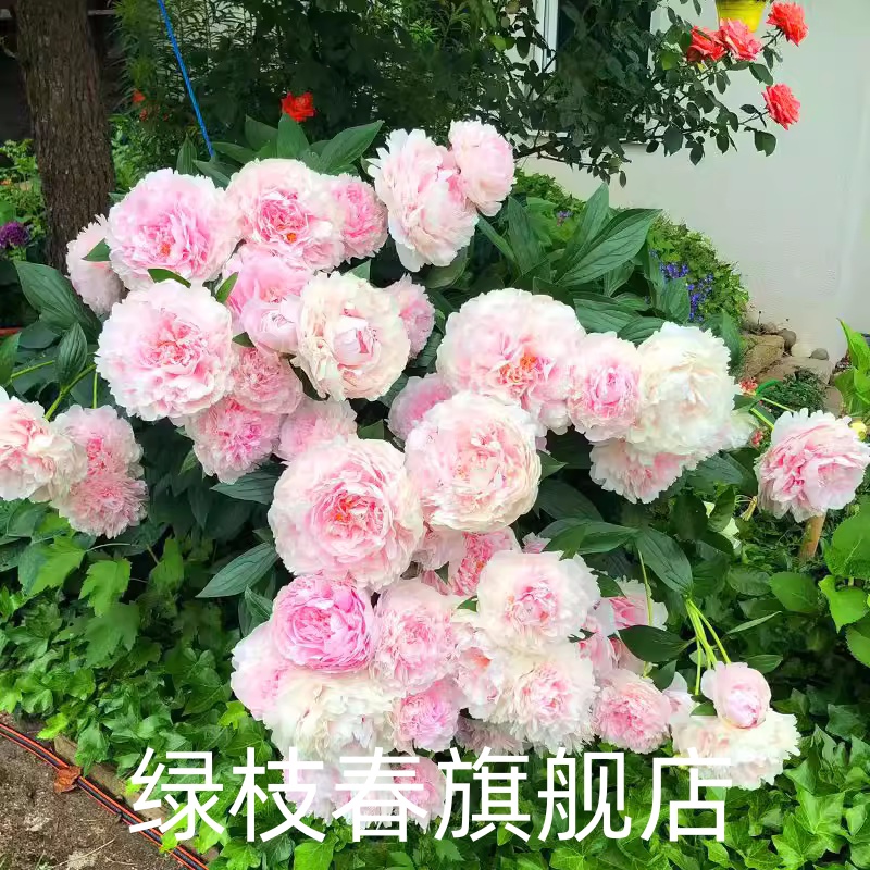 芍药花苗带芽大根块四季开花多年生花卉盆栽浓香重瓣牡丹种球庭院 - 图2