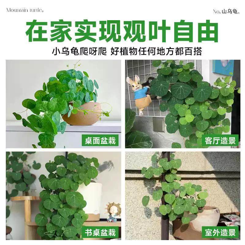 山乌龟造景多肉植物山乌龟盆栽室内圆叶绿植水培桌面盆景庭院爬藤,淘宝优惠券,粉丝福利购,淘宝优惠卷