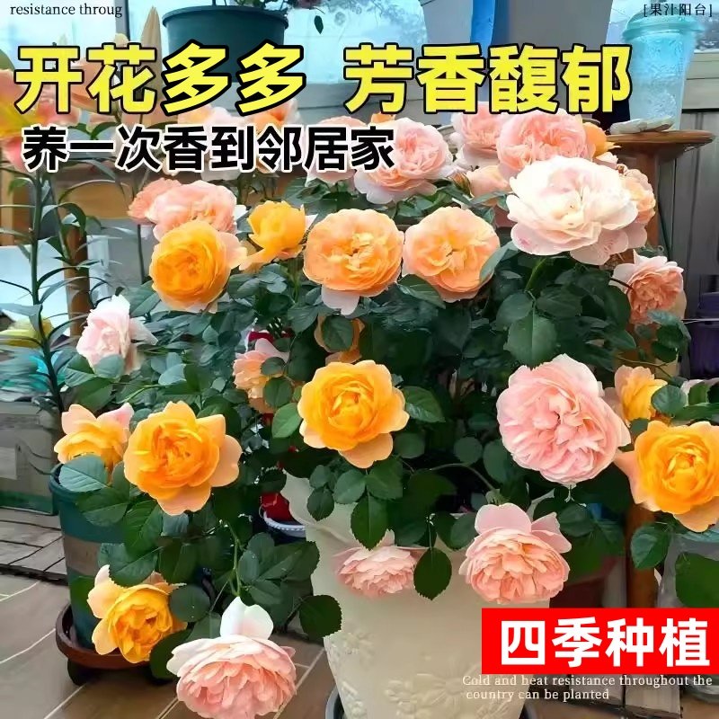 蔷薇花苗藤本月季花树庭院爬藤植物阳台花卉玫瑰盆栽四季播种好养,淘宝优惠券,粉丝福利购,淘宝优惠卷