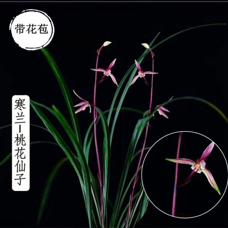 带花苞兰花苗名贵细叶【红宝石】浓香型室内高档花卉大全当年开花 - 图0