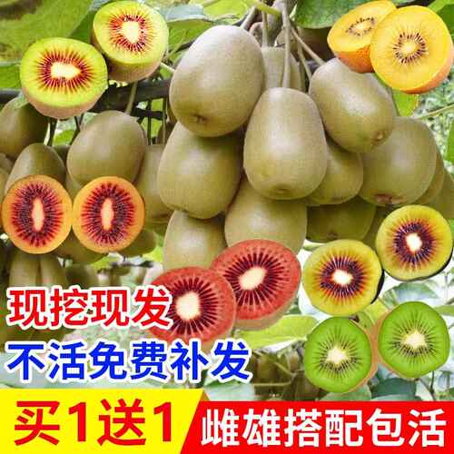 猕猴桃树果苗公母同株红心绿心徐香弥猴桃苗南方北方四季种植结果 - 图0