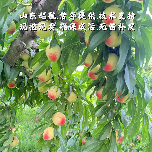 老品种四月半桃树苗极早熟一点红桃苗5月红甜桃子果苗南北方种植 - 图0
