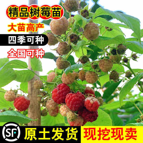 树莓苗盆栽果树苗双季覆盆子地栽南方北方四季种植当年结果红树莓 - 图1