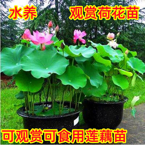 可食用观赏荷花苗藕种莲藕种根盆栽花卉植物水养池塘水培四季碗莲 - 图2