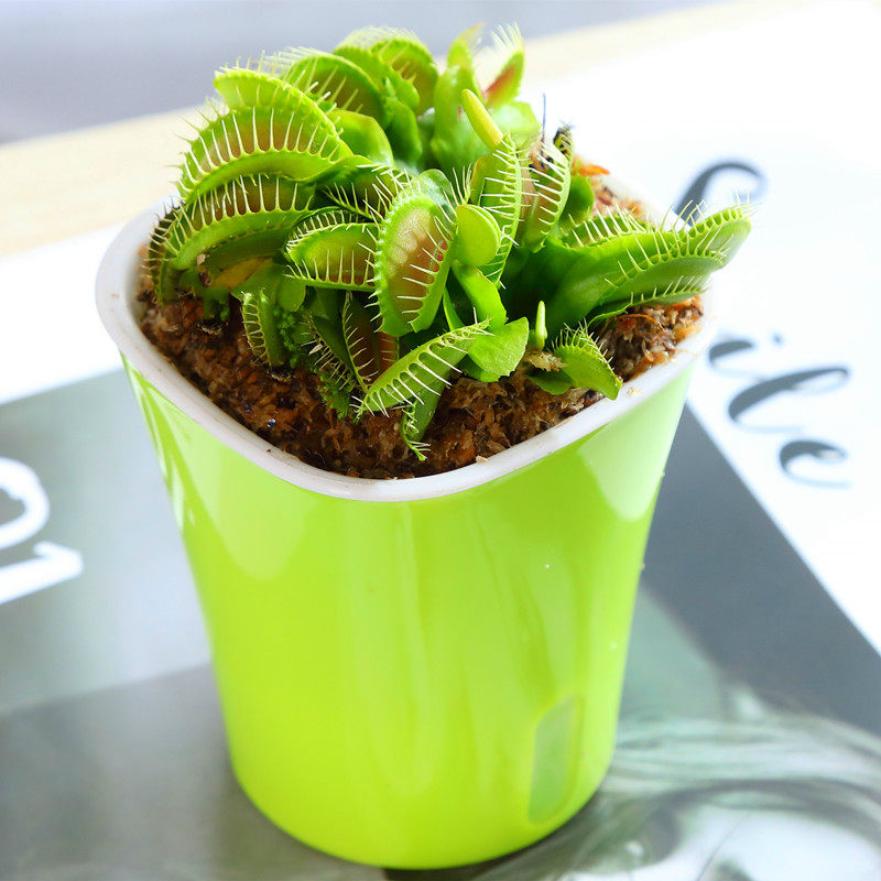 超大捕蝇草盆栽猪笼草食虫食人花卉水培植物茅膏菜驱蚊绿植捕虫草,淘宝优惠券,粉丝福利购,淘宝优惠卷