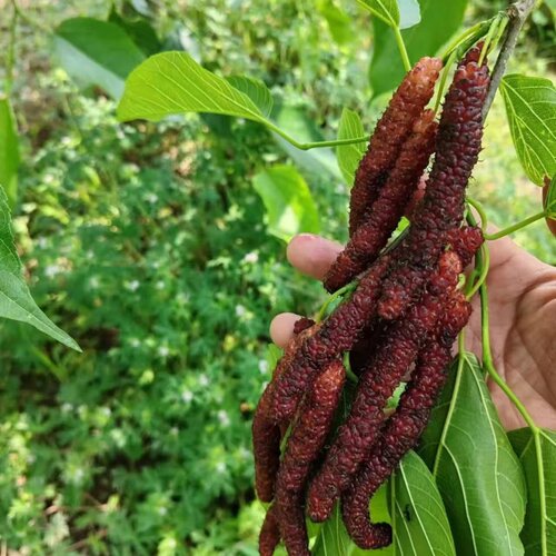 台湾长果桑苗四季桑葚树苗盆栽庭院地栽桑葚苗桑树活苗南北方种植 - 图1