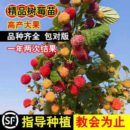 树莓苗盆栽果树苗双季覆盆子地栽南方北方四季种植当年结果红树莓 - 图0