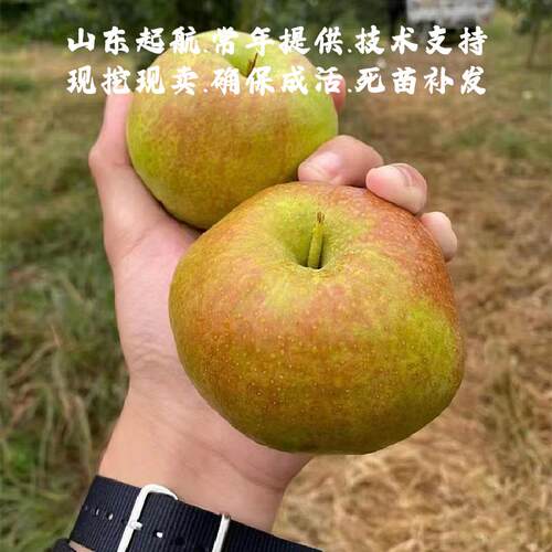 嫁接山西玉露香梨树苗盆栽庭院地栽雨露特大酥梨苗南北方种植果苗 - 图1
