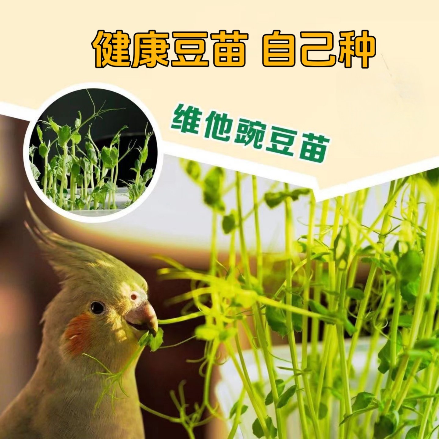 鹦鹉豌豆苗饲料专用蔬菜维他命鸟粮趣味手养虎皮零食牡丹玄凤玩具,淘宝优惠券,粉丝福利购,淘宝优惠卷