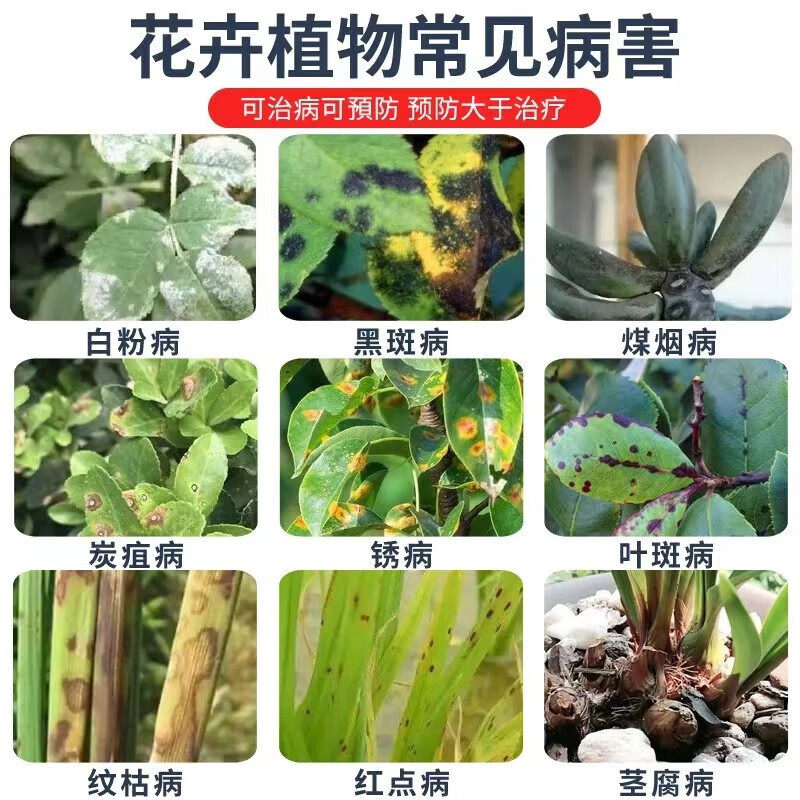 桂花树专用掉叶黑斑病桂花树专用肥料枯叶干尖黄叶营养液杀菌