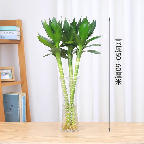 文昌竹带根观音竹荷花竹富贵竹水培植物净化空气办公室内水养绿植 - 图0