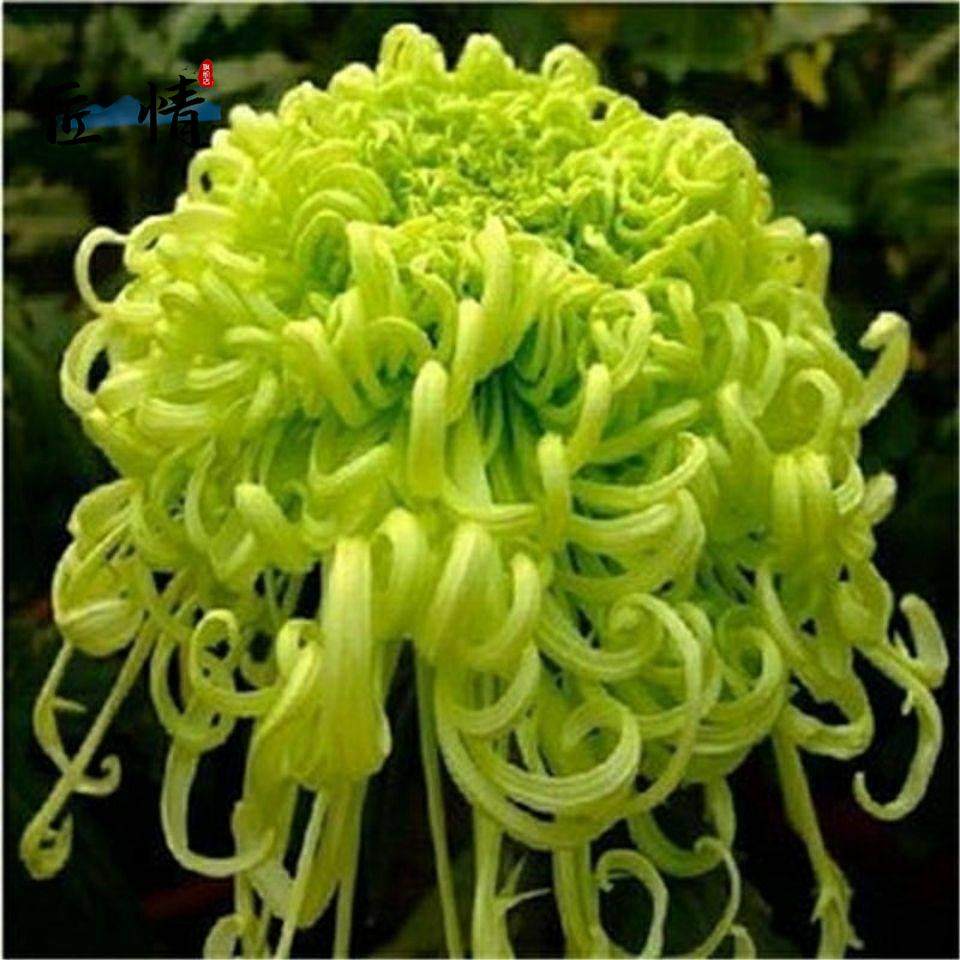 九月菊金丝菊牡丹菊可食用阳台庭院盆栽地栽四季种植好养易活菊花,淘宝优惠券,粉丝福利购,淘宝优惠卷