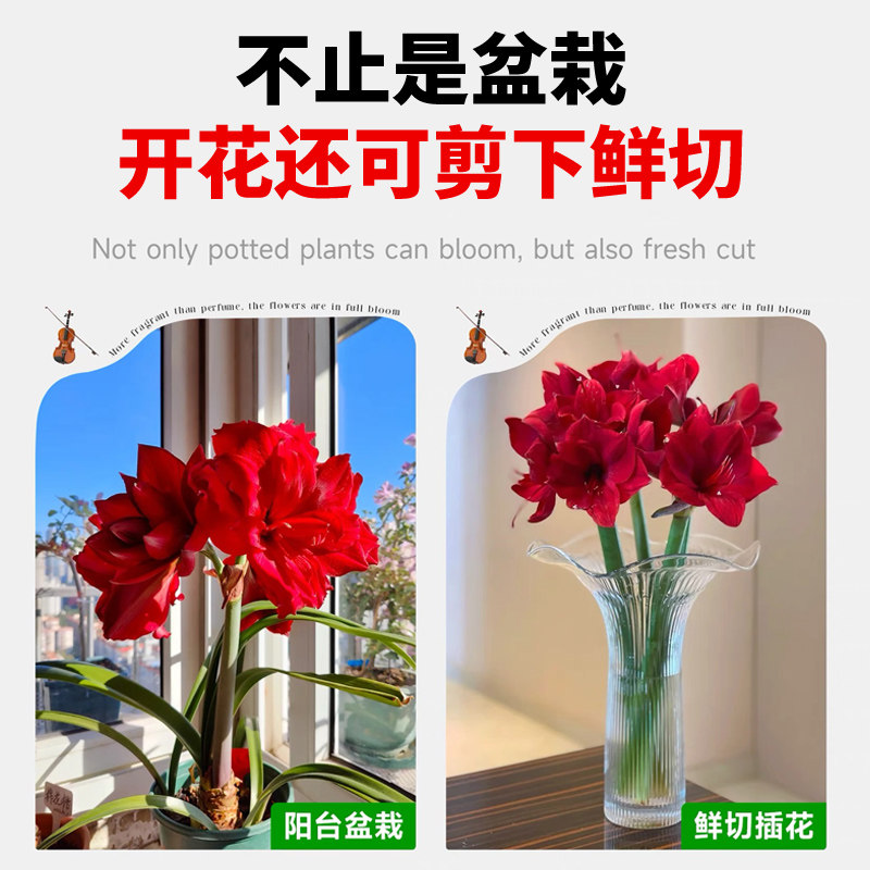 现货巨无霸系列大球荷兰进口朱顶红种球循环开花阳台庭院盆栽花卉,淘宝优惠券,粉丝福利购,淘宝优惠卷