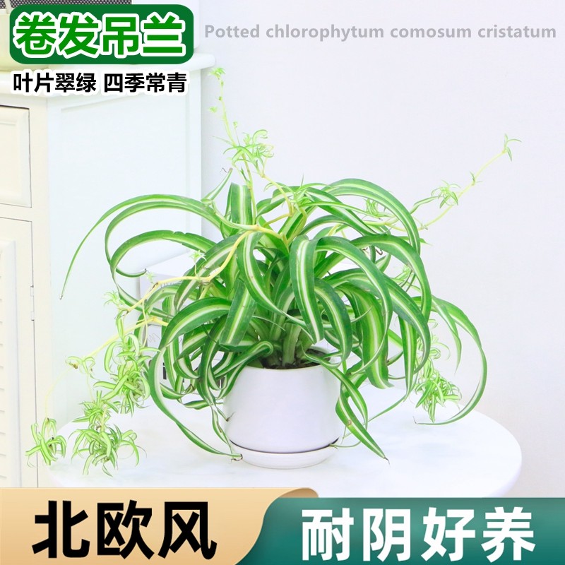 卷叶吊兰盆栽卷发女郎青叶金心垂吊植物室内阳台四季好养绿植花卉,淘宝优惠券,粉丝福利购,淘宝优惠卷