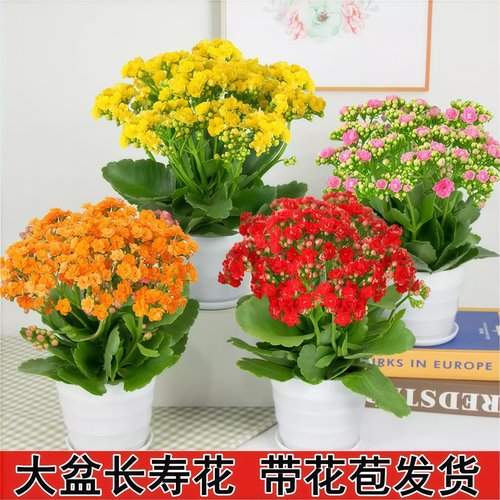 长寿花盆栽重瓣花大花带花苞金狐狸花卉植物室内花四季好养活 - 图1