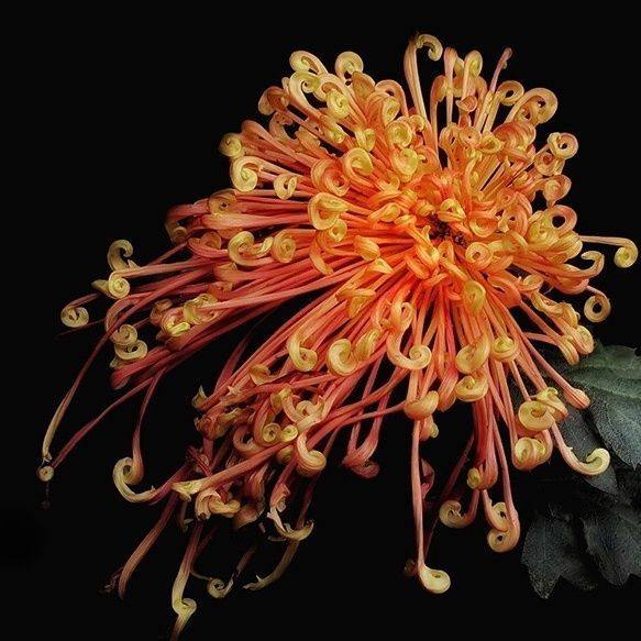 【稀有品种菊花苗】金丝菊牡丹菊盆栽地栽四季种植驱蚊耐寒耐热,淘宝优惠券,粉丝福利购,淘宝优惠卷