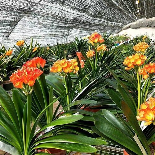 精品君子兰盆栽带花苞特级圆头和尚苗室内花卉植物四季好养活绿植 - 图3