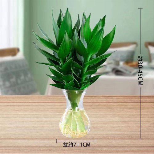 观音竹富贵竹水培植物带根花卉绿植绿萝室内盆栽转运竹子水养好养 - 图2