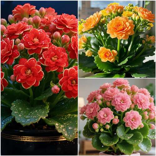 新品长寿花盆栽花卉重瓣大花植物室内绿植带花苞发货净化空气好养 - 图3