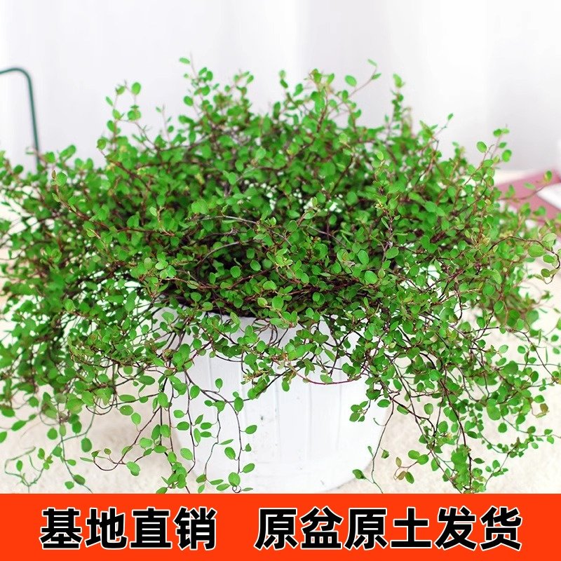 金边吊兰千叶吊兰盆栽观叶植物常春藤多年生餐桌摆件绿植四季常青,淘宝优惠券,粉丝福利购,淘宝优惠卷