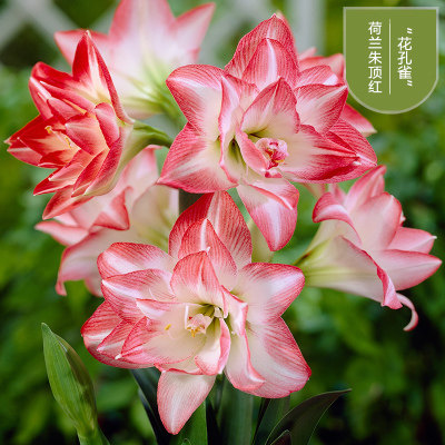 朱顶红进口重瓣特大种球四季盆栽花卉新手易种室内外阳台庭院植物,淘宝优惠券,粉丝福利购,淘宝优惠卷