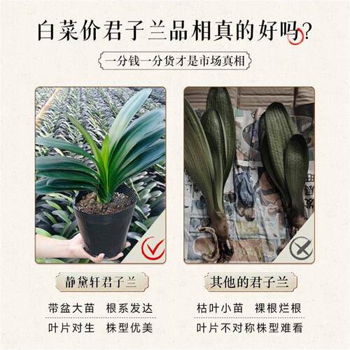 君子兰盆栽精品名贵花卉植物元宝君子兰国宝级室内庭院四季好养 - 图1