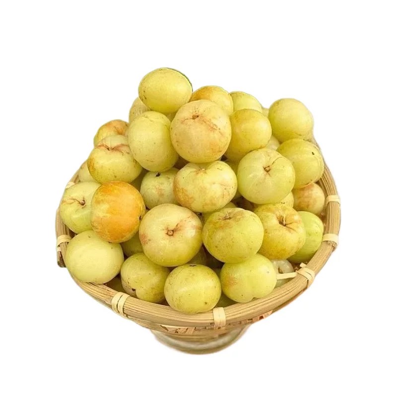 潮汕甜种油柑果现摘油甘果新鲜余甘子牛甘果柿饼甜油柑酸水果 - 图3