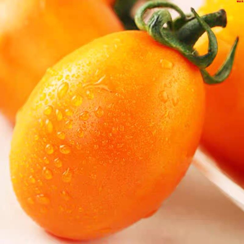 新鲜黄金圣女果5斤樱桃小番茄现摘自然熟酸甜黄皮西红柿水果包邮,淘宝优惠券,粉丝福利购,淘宝优惠卷