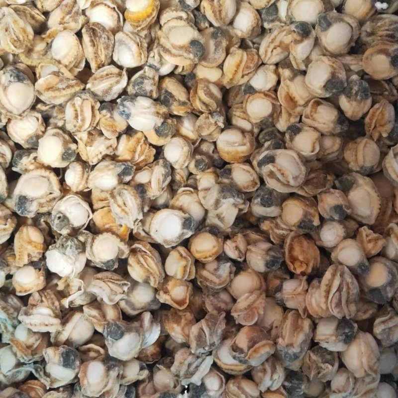 新鲜港湾贝小红贝肉柱现剥扇贝肉应季海鲜水产,淘宝优惠券,粉丝福利购,淘宝优惠卷