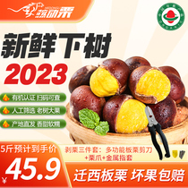 Old Tree Large Grain Organic Board Chestnut 313 Variety Zhengzong Chestnut 2023 Fresh Raw Chestnut Wild Oil Chestnut