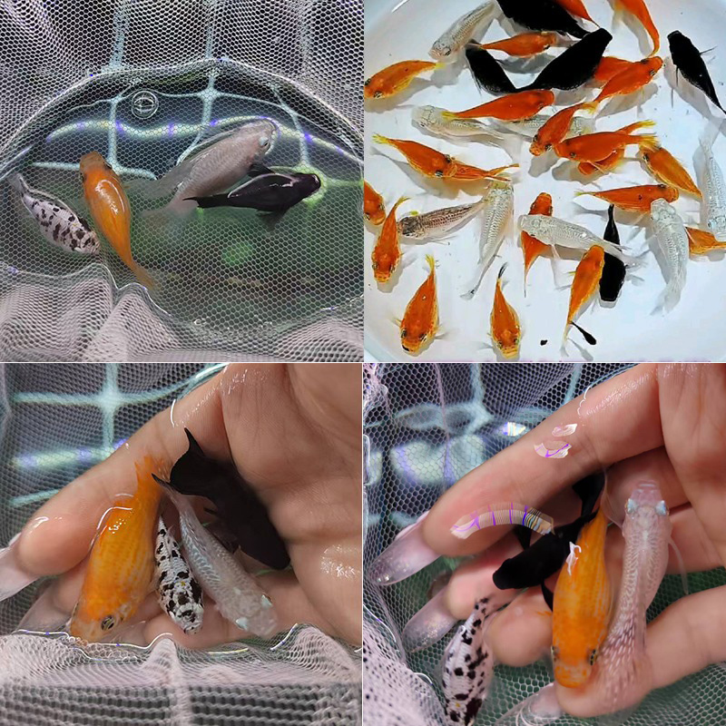 商品详情图片