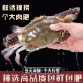 【保鲜不保活】舟山螃蟹活梭子蟹大白蟹海鲜水产新鲜野生公蟹飞蟹 图片 2